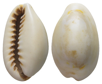 Гвинея, Территория Индийского Океана каури до 1882 деньги домонетного периода 11-117-27