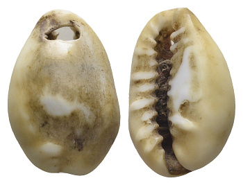 Гвинея, Территория Индийского Океана каури до 1882 деньги домонетного периода 11-070-23