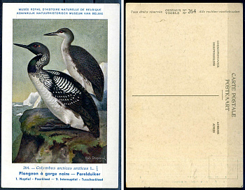 Бельгия carte postale - открытое письмо Королевский бельгийский институт естественных наук 2193-72